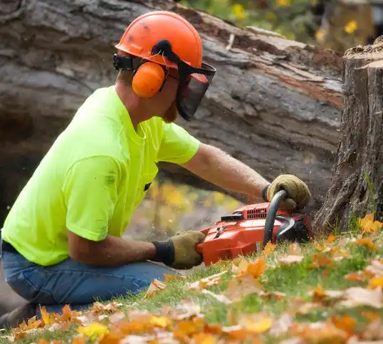 tree services Stryker